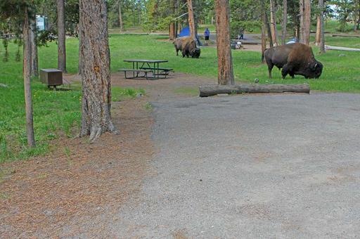 File-Bison in Norris Campground;-Diane Renkin;-June 2013;-Catalog 19925d-Original IMG 3086 (803b6341-594a-479a-87af-987fae14f4d2), bison, norris campground, wildlife, mammal, trees, grassland