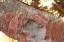 Ubirr Rock Art: Ancient Aboriginal Paintings in Kakadu National Park, Australia Jul2013 10