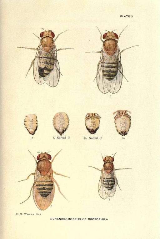 Contributions to the genetics of Drosophila melanogaster… — PICRYL ...