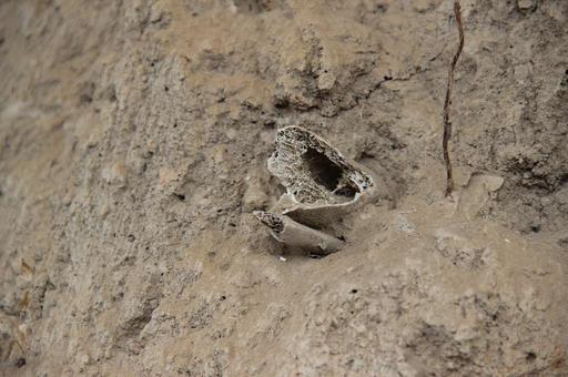 Yangshao Culture Original Excavation Site- Animal Bone, yangshao culture, excavation site, animal bone, archaeology, artifacts