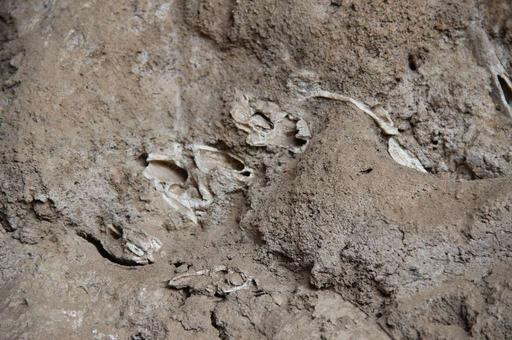 Yangshao Culture Original Excavation Site- Animal Bones, yangshao culture, excavation site, animal bones, archaeology, artifacts