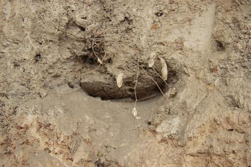 Yangshao Culture Original Excavation Site- Potsherd 1, yangshao culture, potsherd, pottery, archaeological site, artifact, excavation, ceramics