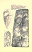 Aboriginal chipped stone implements of New York BHL21939907