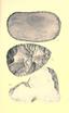 Aboriginal chipped stone implements of New York BHL21939923