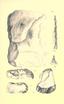 Aboriginal chipped stone implements of New York BHL21939925