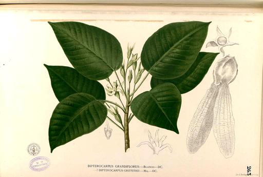 Dipterocarpus grandiflorus Blanco2.263-original, dipterocarpus grandiflorus, botanical illustration, flora, leaves, fruit, flowers, tree, plant