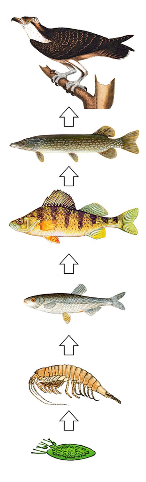 Food chain-2 — PICRYL - Public Domain Media Search Engine