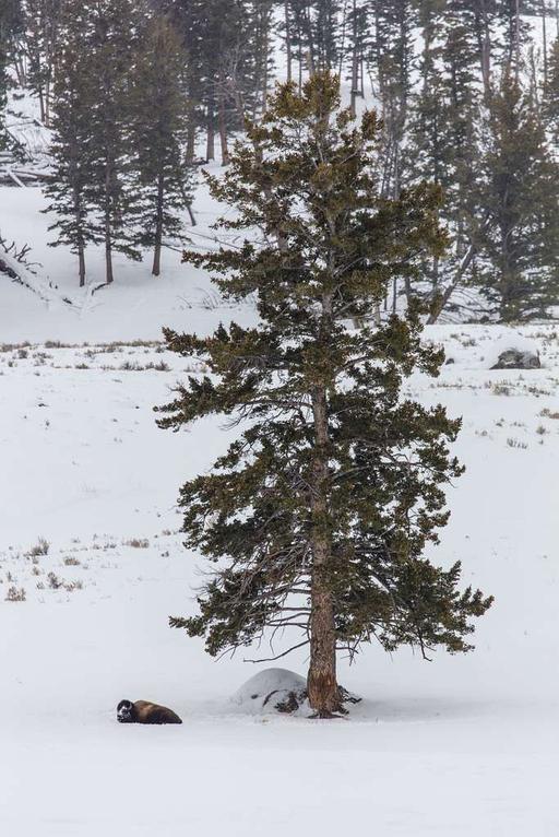 Bison Resting under a tree (a9c21851-a528-4c0b-99f0-c5ff151dcfd1 ...