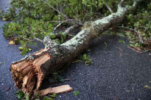 A broken tree branch lies on the ground at Laurel Bay - NARA & DVIDS ...
