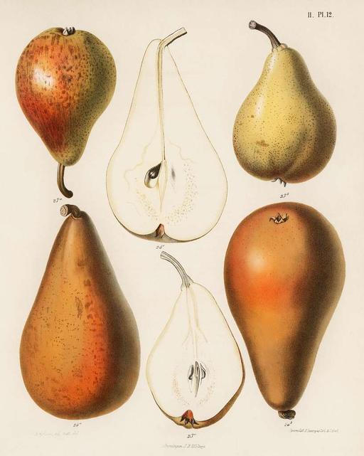 Rawpixel original lithographs by rawpixel-com 00078, pear, botany, botanical illustration, fruit, pomology, vintage, scientific illustration, pear varieties, lithograph, natural history