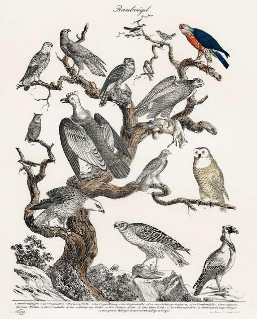 Rawpixel original lithographs by rawpixel-com 00047, birds of prey, raubvogel, raptors, ornithology, antique illustration, scientific plate, eagles, falcons, owls, vultures, nature