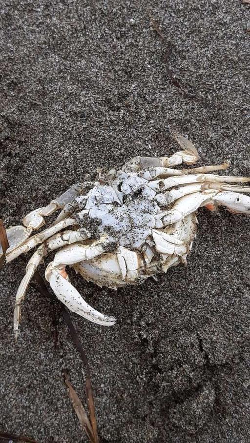Ovalipes catharus upside-down dark beach - PICRYL - Public Domain Media ...