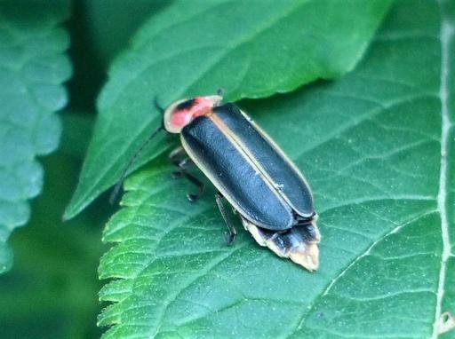 Photinus pyralis 179780353 - PICRYL - Public Domain Media Search Engine ...