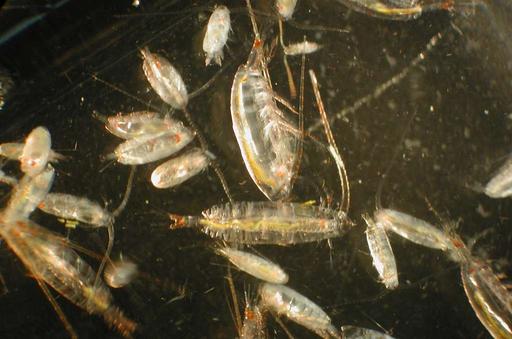 Copepodi, organismi dello zooplancton