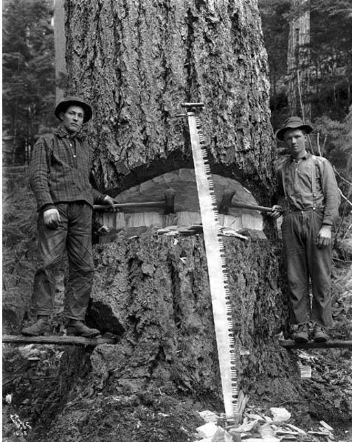 Two loggers on springboards with felling axes and crosscut saw ...