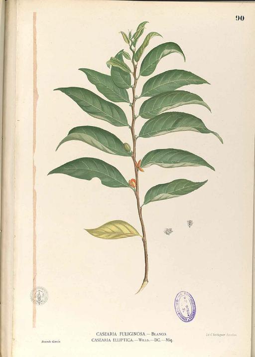 Casearia fuliginosa Blanco1.90-original, casearia fuliginosa, plant, illustration, botanical art, flora
