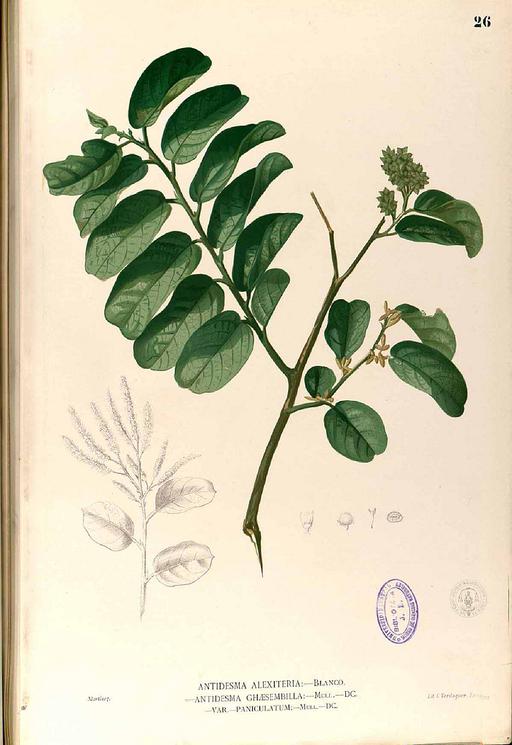 Antidesma sp Blanco1.26-original, antidesma, plant, leaves, flora, botany, nature
