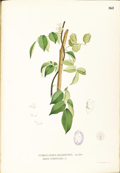 Aganope thyrsiflora Blanco1.161-original, aganope thyrsiflora, flowering plant, illustration, botanical art, flora