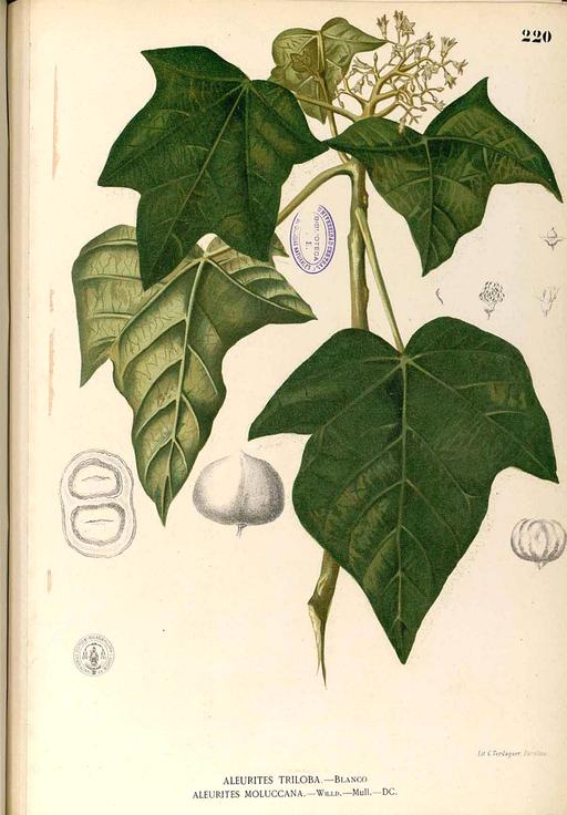 Aleurites moluccanus Blanco1.220-original, aleurites moluccanus, candlenut, botanical illustration, flora, plant, tree