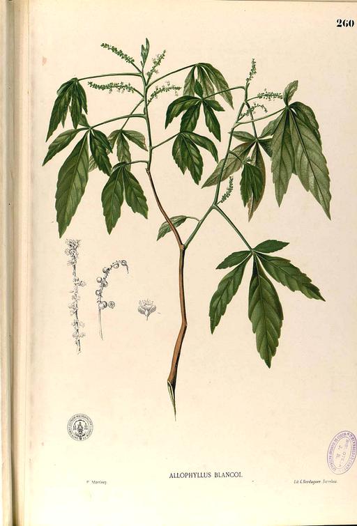 Allophyllus blancoi Blanco2.260-original, allophylus blancoi, botanical illustration, plant, leaves, flowers, fruit