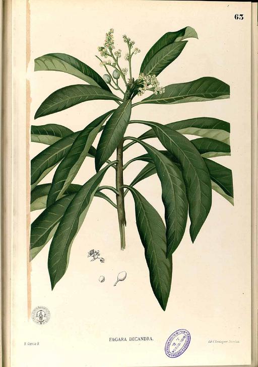 Buchanania florida Blanco1.63-original, buchanania florida, plant, illustration, botanical art