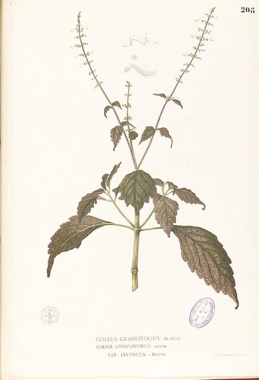 Coleus atropurpureus Blanco1.208-original, coleus, plant, leaves, foliage, red, green, purple, patterned, ornamental plant