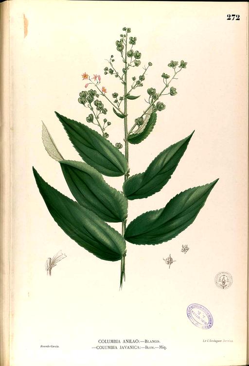 Columbia anilao Blanco2.272-original, botanical illustration, columbia anilao, columbia javanica, plant, flora, nature, scientific drawing, 19th century, botany, leaf, flower, seed pod