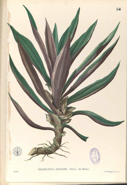 Commelinaceae sp Blanco1.84-original, commelinaceae, botanical illustration, flora, plant, blanco collection
