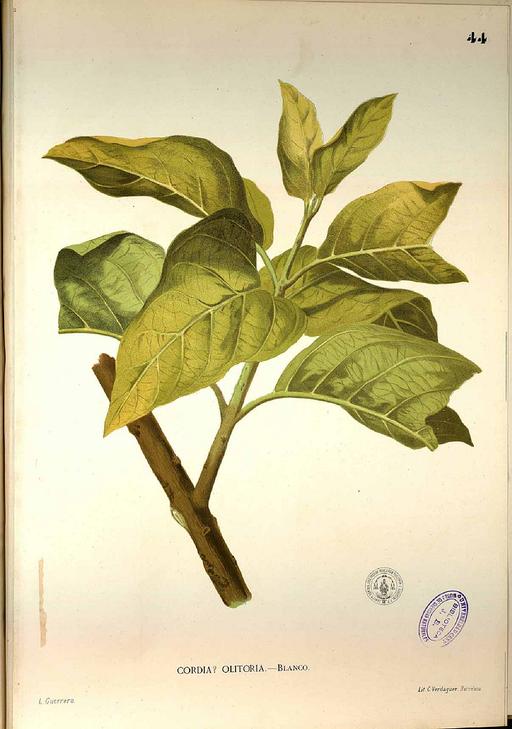 Cordia olitoria Blanco1.44-original, cordia olitoria, ananang, plant, illustration, botanical art