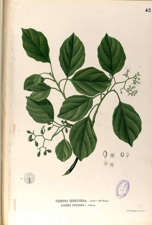 Cordia sp Blanco1.43-original - Public domain portrait drawing, cordia, plant, flora, botany, flower, nature