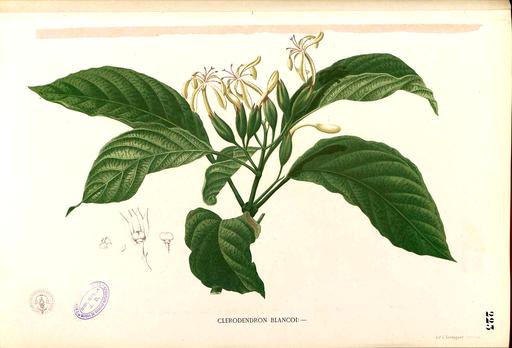 Clerodendrum blancoi Blanco1.223-original, clerodendrum blancoi, botanical illustration, plant, flower, leaves, fruit, scientific illustration, flora