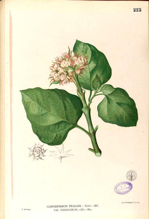 Clerodendrum chinense Blanco1.222-original, clerodendrum chinense, botanical illustration, plant, flower, leaves, flora, drawing