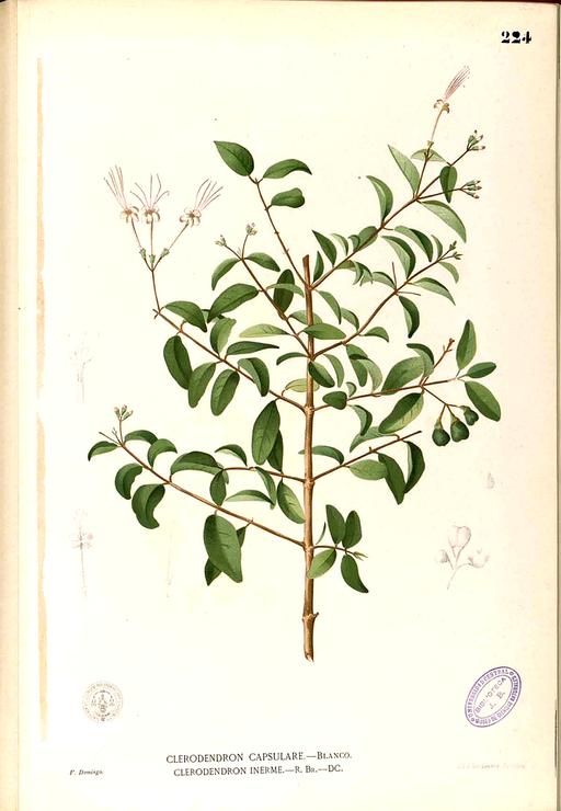 Clerodendrum inerme Blanco1.224-original, clerodendrum inerme, plant, illustration, botanical art, flora