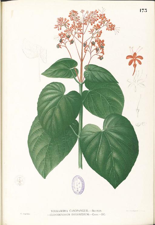 Clerodendrum intermedium Blanco1.173-original, clerodendrum intermedium, botanical illustration, flower, plant, flora