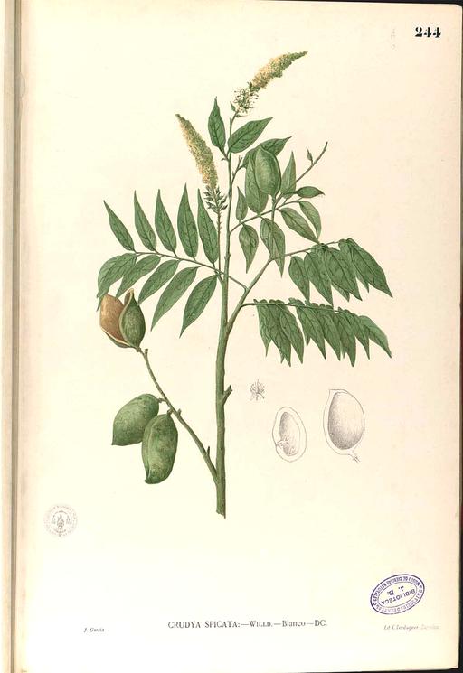 Crudia blancoi Blanco2.244-original, crudia blancoi, flowering plant, illustration, botanical art, plant, flora