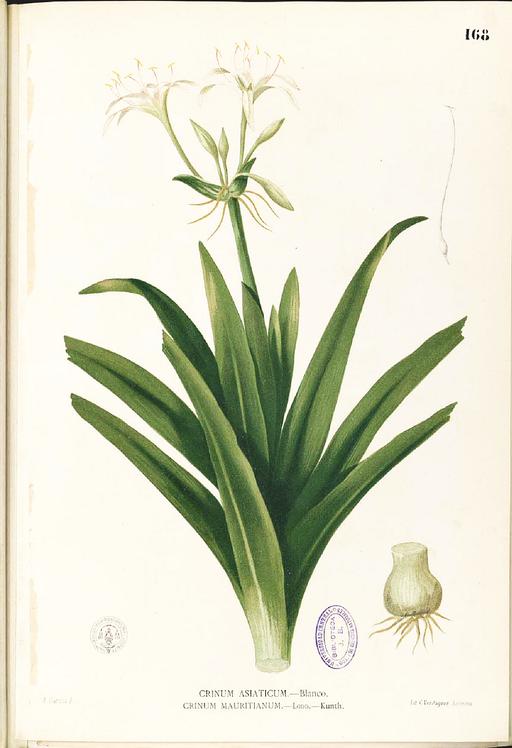 Crinum sp Blanco1.168-original - Public domain portrait drawing, crinum, plant, botanical illustration, flower, leaves, bulb, flora, botany