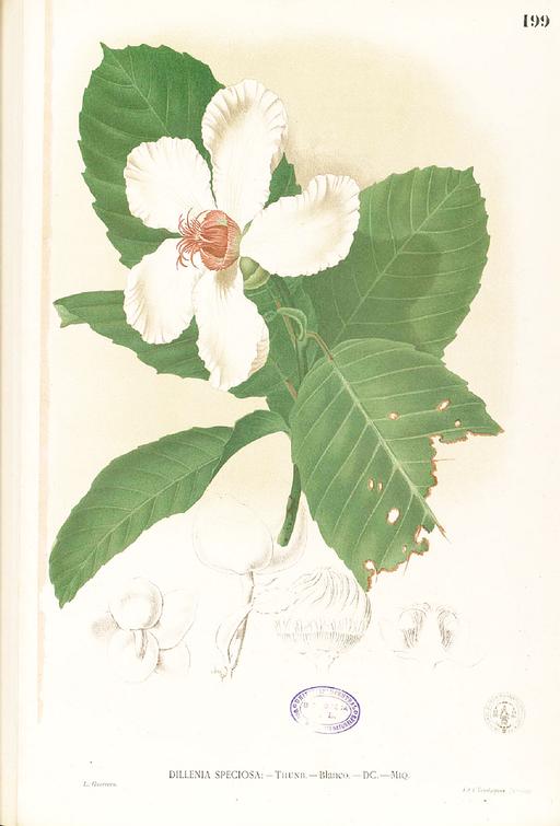Dillenia philippinensis Blanco1.199-original, dillenia philippinensis, botanical illustration, flower, fruit, leaves, plant, flora