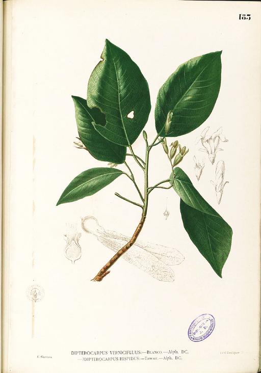 Dipterocarpus vernicifluus Blanco1.183-original, dipterocarpus vernicifluus, botanical illustration, tree, flora, plant