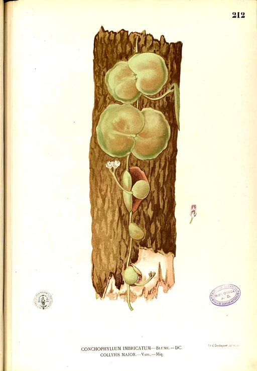Dischidia collyris Blanco1.212-original, dischidia collyris, botanical illustration, plant, flora, flower, leaves