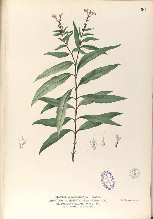 Justicia gendarussa Blanco1.80-original, justicia gendarussa, botanical illustration, plant, leaves, flowers, stem, flora