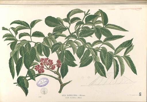 Leea sp Blanco1.60-original - Public domain portrait drawing, leea, plant, botanical illustration, leaves, flowers, stems, flora, botany