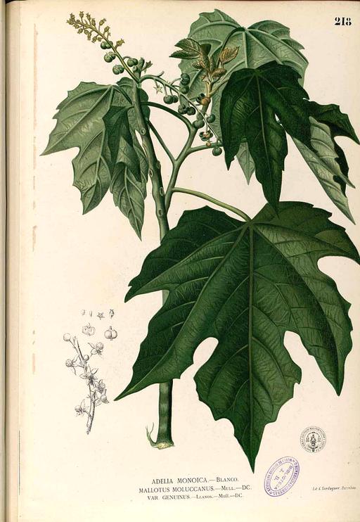 Mallotus moluccanus Blanco1.218-original, mallotus moluccanus, moluccan macaranga, illustration, botanical art, plant, flora