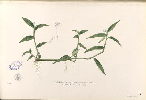 Murdannia nudiflora Blanco1.83-original, murdannia nudiflora, flowering plant, illustration, botanical art, flora