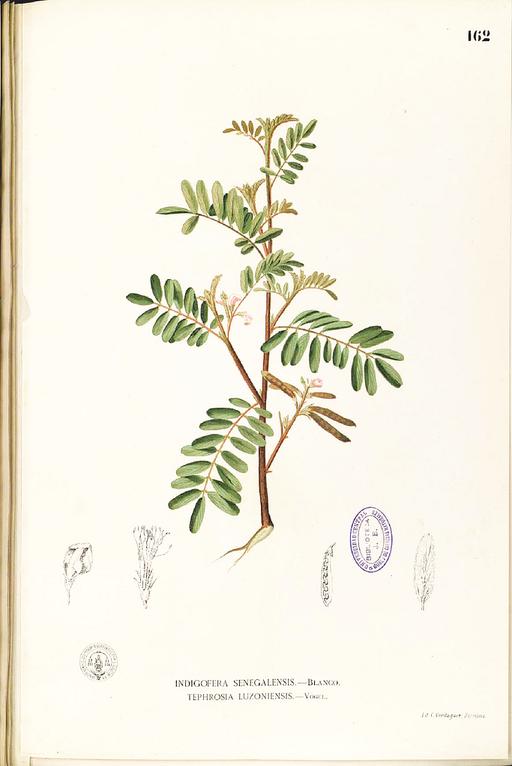 Tephrosia luzoniensis Blanco1.162-original, tephrosia luzoniensis, plant, botanical illustration, flora, legume, herb