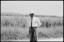 Unidentified Aboriginal man and sugar cane field, February 1965 - The Tribune (20641124168)