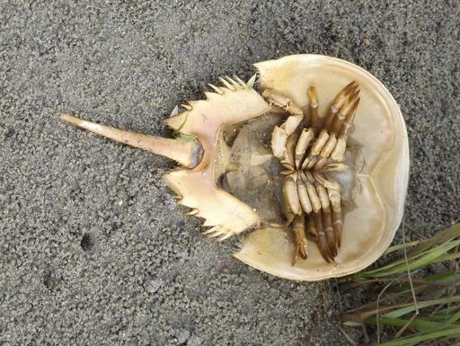 Limulus polyphemus 222826476 - PICRYL - Public Domain Media Search ...