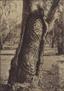 Aboriginal carved trees II, photographed by Henry King (ca.1889-1894)