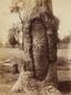 Aboriginal carved trees, photographed by Henry King (ca.1889 and 1894)