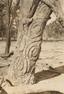 Aboriginal carved trees IV, photographed by Russell Black (ca.1930s)