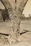 Aboriginal carved trees V, photographed by Russell Black (ca.1930s)